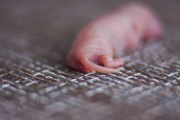 Rat Bébé Ourson Nouveau Peau Chauve Rouge — Photo