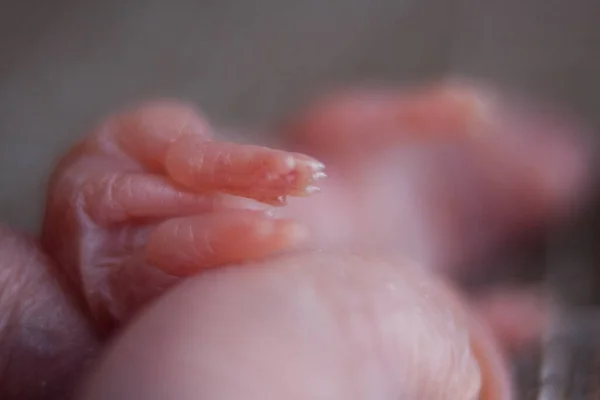 Крысиный Ребенок Новорожденный Детёныш Лысой Кожей — стоковое фото