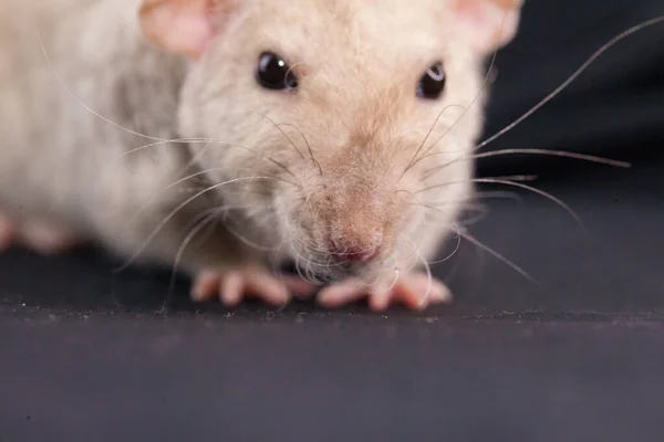 Rat Brutal Man Mörk Kontrasterande Bakgrund — Stockfoto