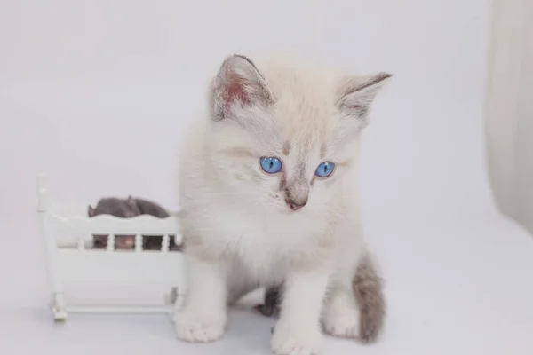 Sacramento Del Nacimiento Gatito Tiembla Cuna Ratoncitos Lindo Poco Animales — Foto de Stock