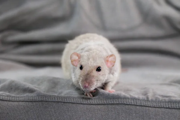 Rat Een Brutale Man Een Donkere Contrasterende Achtergrond — Stockfoto