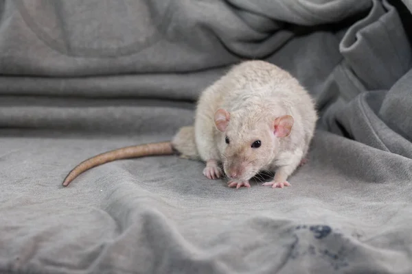 Szczur Brutalny Człowiek Ciemnym Kontrastowym Tle — Zdjęcie stockowe