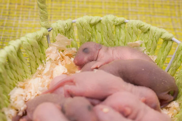 Baby Rattenfamilie Einem Korb Rattennest Niedliche Kinder — Stockfoto