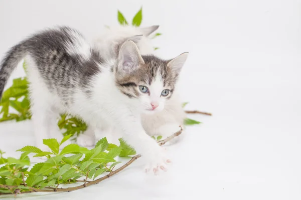 Light-colored kittens with green vegetation on a white background — Stock Image Light Colored Kittens Green Vegetation White Background Royalty Free Stock Photos