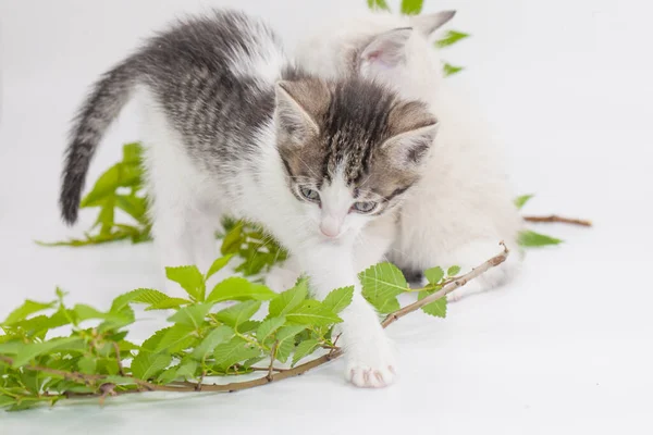 Light-colored kittens with green vegetation on a white background — Stock Image Light Colored Kittens Green Vegetation White Background Stock Image