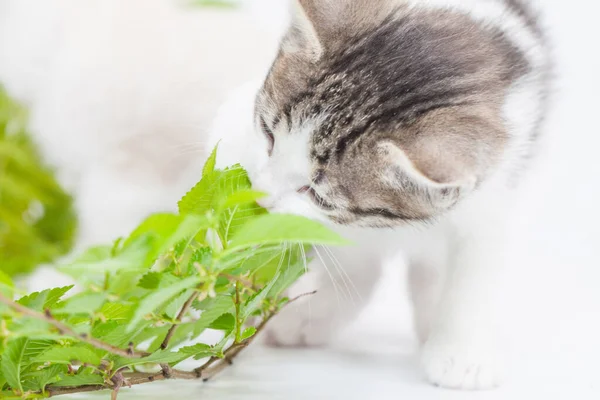 Light-colored kittens with green vegetation on a white background — Stock Image Light Colored Kittens Green Vegetation White Background Royalty Free Stock Photos