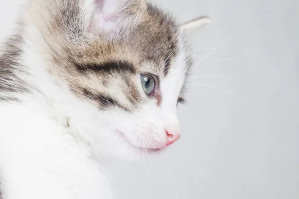 Light-colored kittens with green vegetation on a white background — Stock Image Light Colored Kittens Green Vegetation White Background Stock Picture