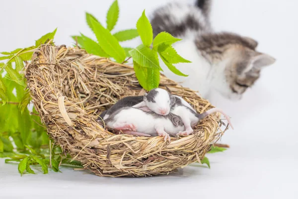 Self isolation concept. Hedgehog in a house made of grass on a white background with a camera — Stock Image Self Isolation Concept Hedgehog House Made Grass White Background Camera Royalty Free Stock Photos