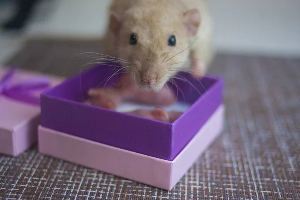 Schöne Flauschige Ratten Mit Langem Schwanz — Stockfoto