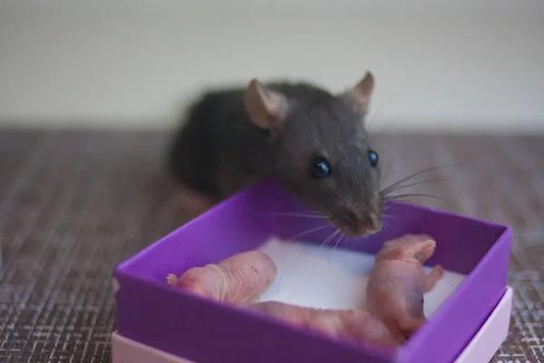 Schöne Flauschige Ratten Mit Langem Schwanz — Stockfoto