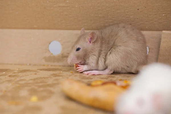 Warunki Niehigieniczne Naruszenie Produkcji Żywności Nadzór Sytuacji Sanitarnej Epidemiologicznej Szczury — Zdjęcie stockowe