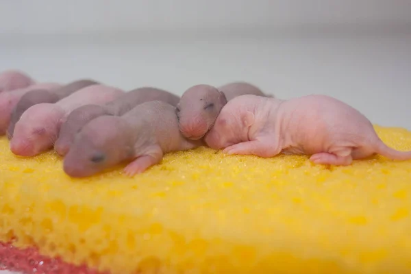 Rats Enfants Sur Morceau Fromage Fromage Appétissant Régal Pour Rongeurs — Photo