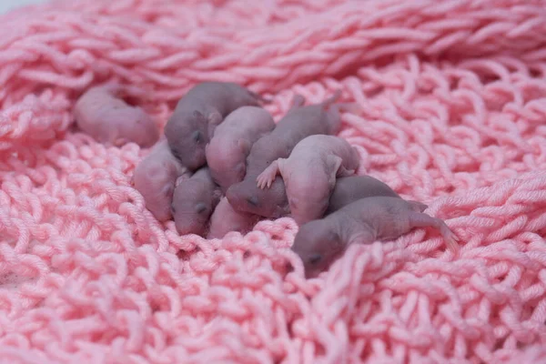 Famille Souris Dans Tissu Rose — Photo