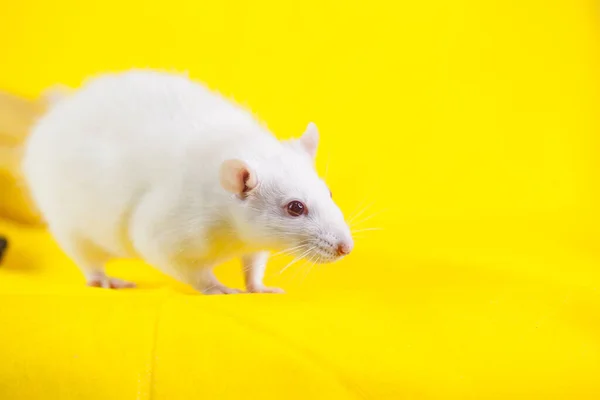 Rat Rat Pretty Tail Gray Infection Sanitary Portrait Nose Pink — Stock Photo, Image