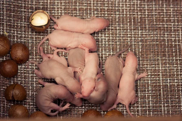 Famille Rats Dans Une Boîte Noix Macadamia Concept Vie Bien — Photo