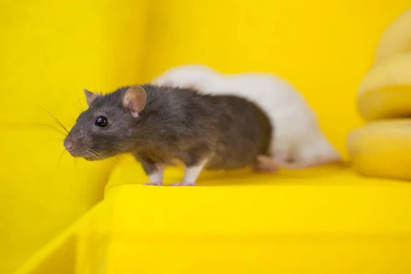 Ratto Ratto Bella Coda Infezione Grigia Sanitario Ritratto Naso Rosa — Foto Stock