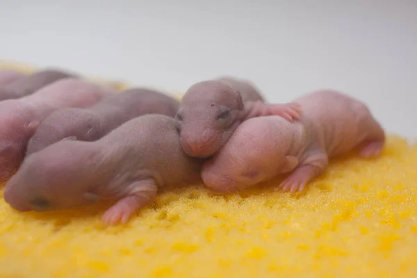 Rats Enfants Sur Morceau Fromage Fromage Appétissant Régal Pour Rongeurs — Photo