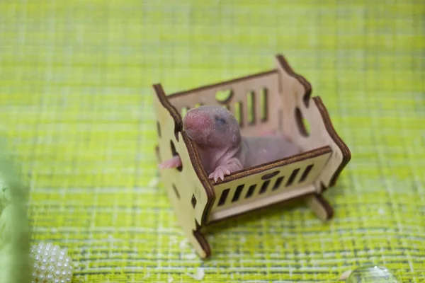 Canções Embalar Bebé Dormir Numa Cama Madeira Animais Bonitos — Fotografia de Stock