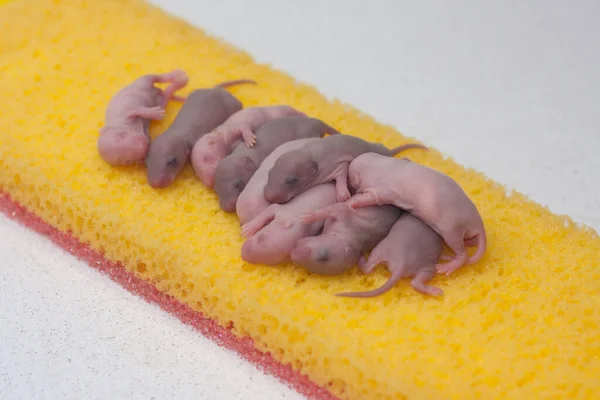 Ratten Kinderen Een Stuk Kaas Kaas Eten Knaagdieren Trakteren — Stockfoto