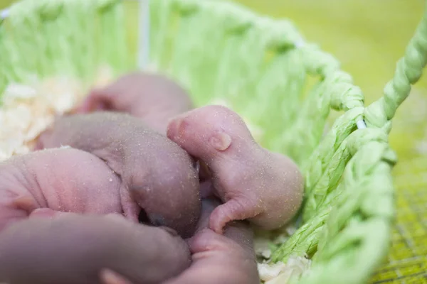 Une Berceuse Petit Bébé Dormant Dans Lit Bois Animaux Mignons — Photo