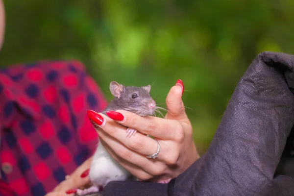 Sorcière Évoque Dans Les Bois Avec Familier Brunette Avec Rat — Photo