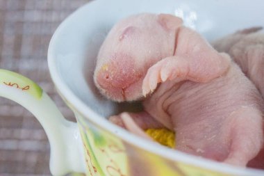 Büyük bir çay fincanında küçük bir fare. Şirin fare.