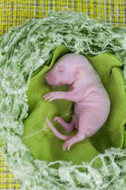 Embriyo Yeşil yapraklı güzel fare.