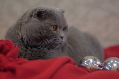 Gümüş süslemeli kırmızı Noel kumaşında gri kedi