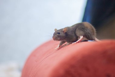 Kırmızı yumuşak bir kanepede gri bir fare