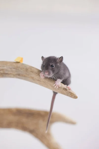 Leuke Rat Een Wit Bord Met Een Plakje Smakelijke Kaas — Stockfoto