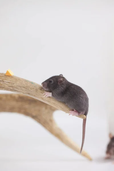 Mignon Rat Sur Une Assiette Blanche Avec Une Tranche Fromage — Photo
