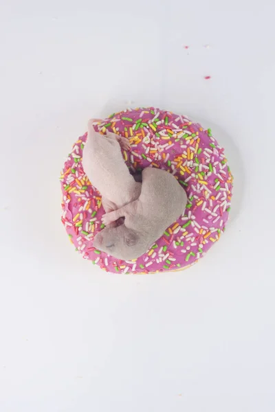 Диетическая Концепция Милые Детеныши Вкусном Пончике — стоковое фото