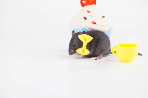 Cute Little Mouse Yellow Bow Pretty Pet Rodent — Stock Photo, Image
