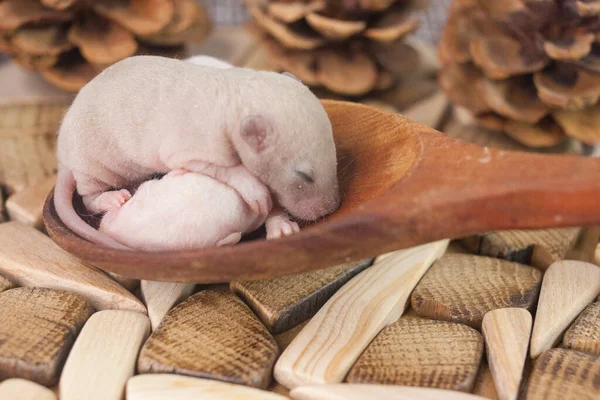 Des Bébés Rats Dans Une Cuillère Bois Beaux Animaux Étrange — Photo