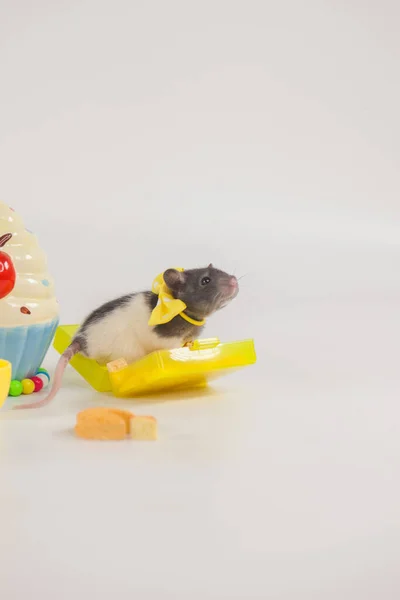 Petite Souris Une Boîte Rat Dedans Avec Des Brioches Poupée — Photo