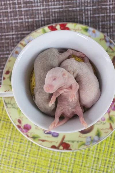 Rato Criança Uma Xícara Chá Grande Rato Bonito — Fotografia de Stock