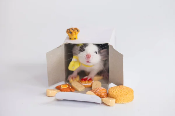 Baby mouse. A box and a rat in it. With mouth-watering doll buns.