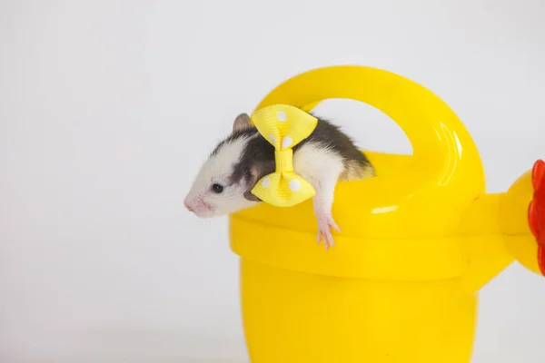 Bébé Souris Dans Grand Arrosoir Jaune Avec Une Fleur Rouge — Photo