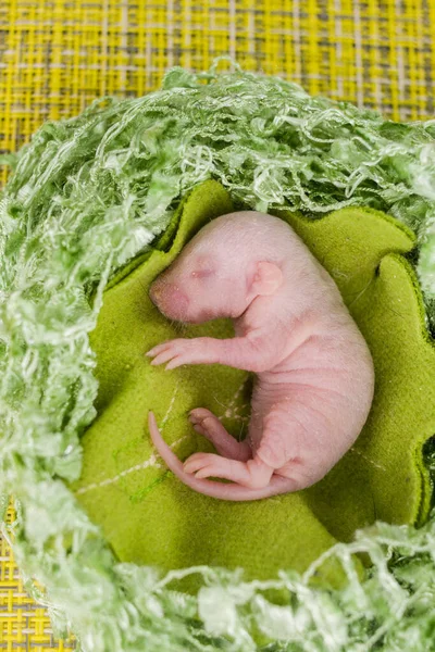 Embryo Krásná Myš Zeleném Listí — Stock fotografie