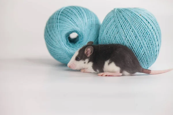 Hermosa Rata Sobre Fondo Blanco Con Una Madeja Azul Hilo — Foto de Stock