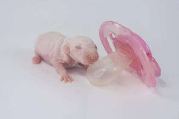 Petit Rat Avec Une Sucette Rose Sur Fond Blanc — Photo