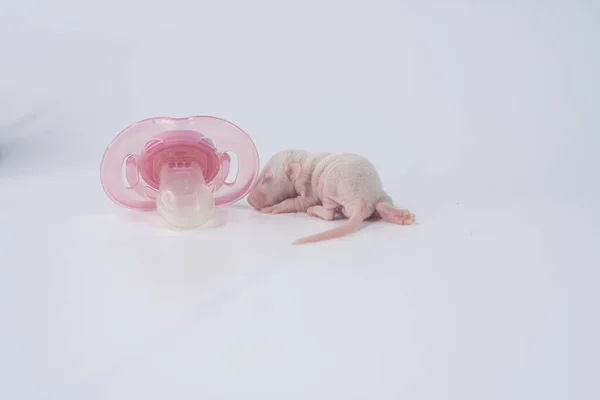 Malá Krysa Růžovým Dudlíkem Bílém Pozadí — Stock fotografie