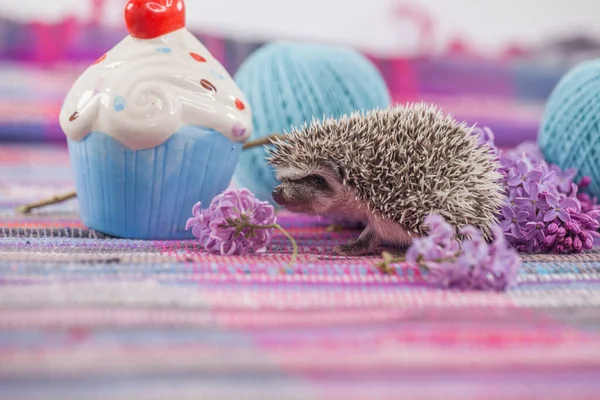 Egel Een Paarse Achtergrond Met Een Tak Van Serenia — Stockfoto