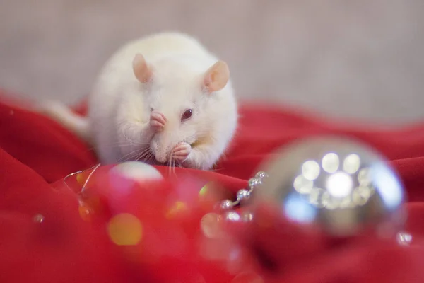 Witte Rat Een Heldere Nieuwjaar Decoratie — Stockfoto