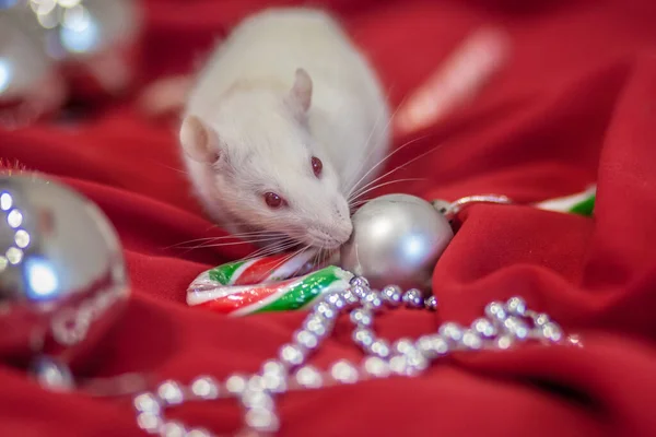 Rat Blanc Sur Une Décoration Nouvel Lumineux — Photo