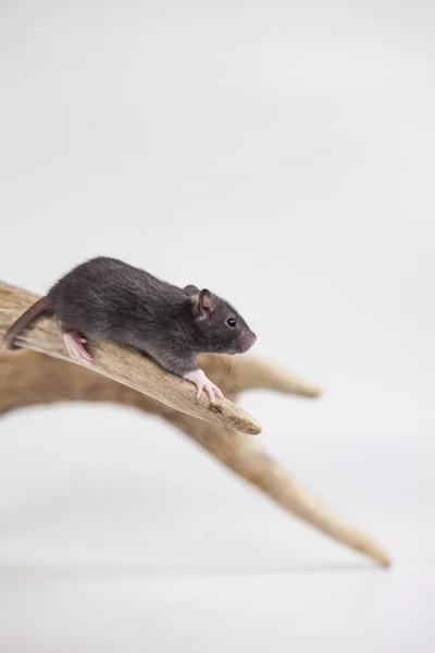 Rato Cinzento Pequeno Com Queijo Amarelo — Fotografia de Stock