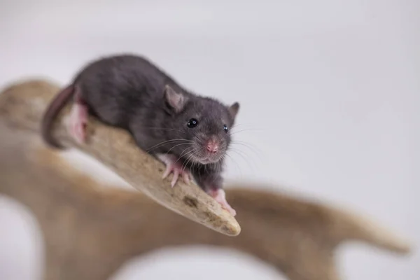 Liten Grå Råtta Med Gul Ost — Stockfoto