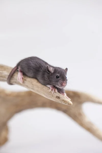 Piccolo Ratto Grigio Con Formaggio Giallo — Foto Stock