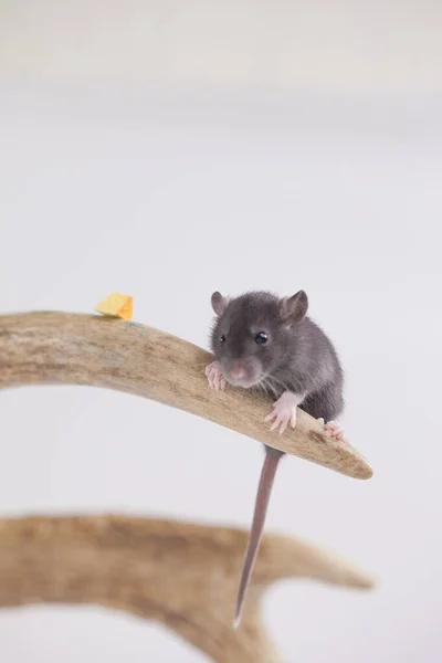 Kleine Grijze Rat Met Gele Kaas — Stockfoto