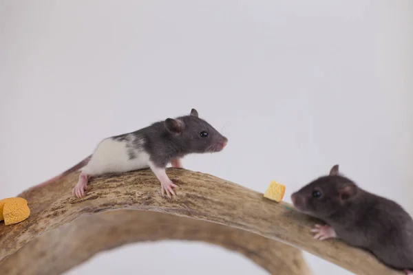 Petit Rat Gris Fromage Jaune — Photo